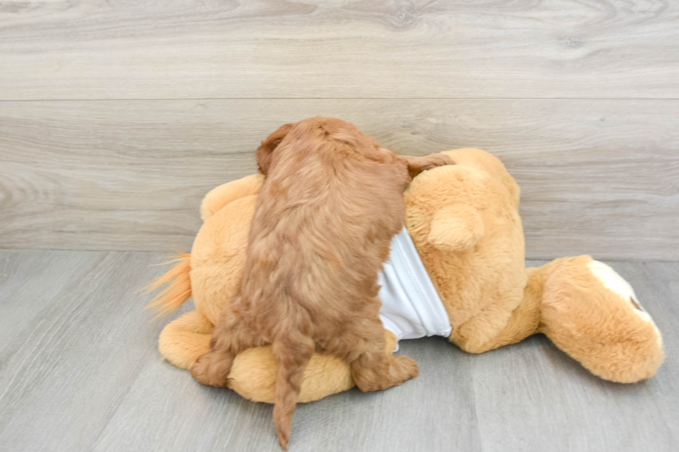 Mini Goldendoodle Pup Being Cute