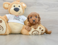 8 week old Mini Goldendoodle Puppy For Sale - Puppy Love PR