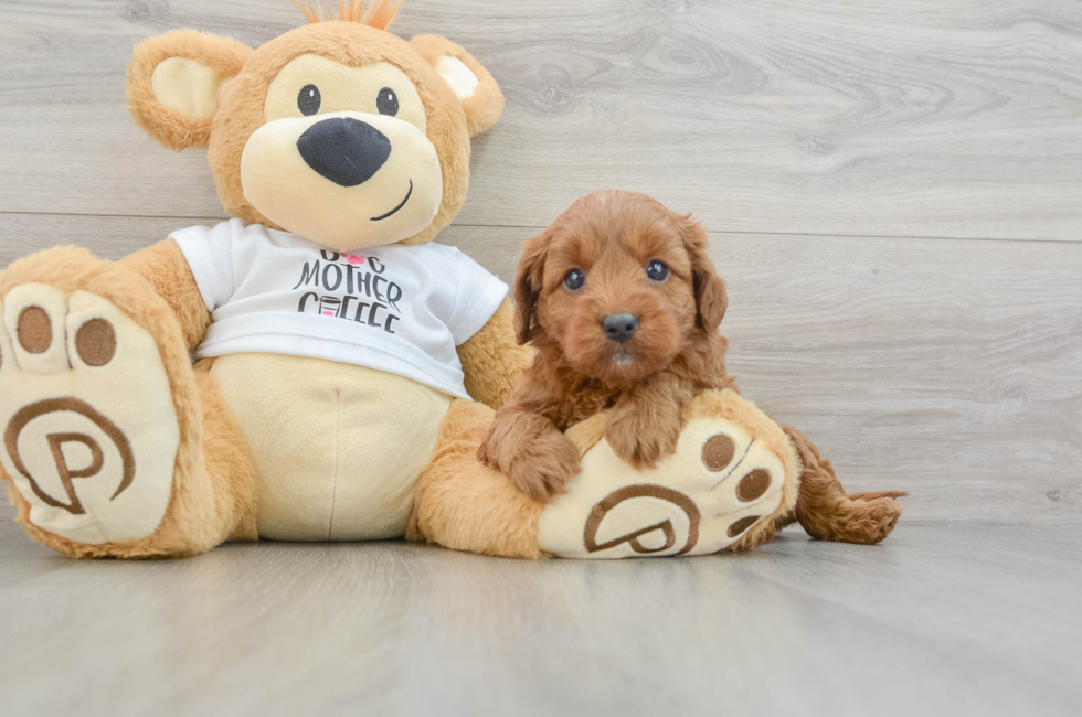 8 week old Mini Goldendoodle Puppy For Sale - Puppy Love PR