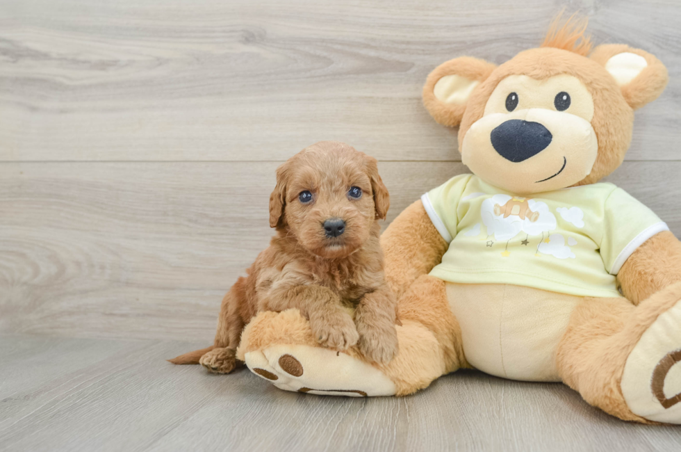 6 week old Mini Goldendoodle Puppy For Sale - Puppy Love PR