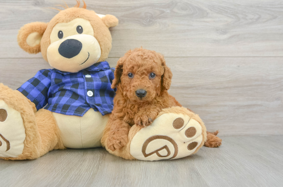 5 week old Mini Goldendoodle Puppy For Sale - Puppy Love PR