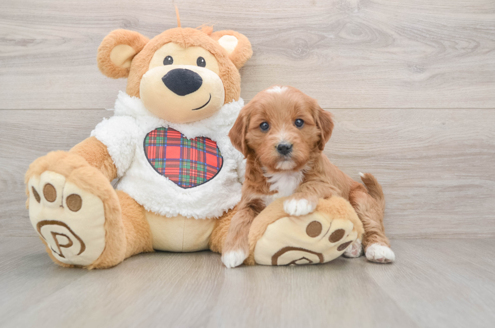 5 week old Mini Goldendoodle Puppy For Sale - Puppy Love PR