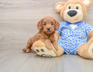 7 week old Mini Goldendoodle Puppy For Sale - Puppy Love PR