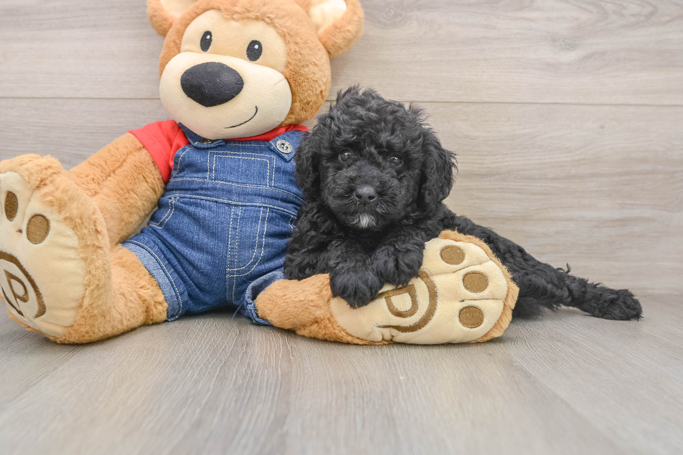 Smart Mini Goldendoodle Poodle Mix Pup