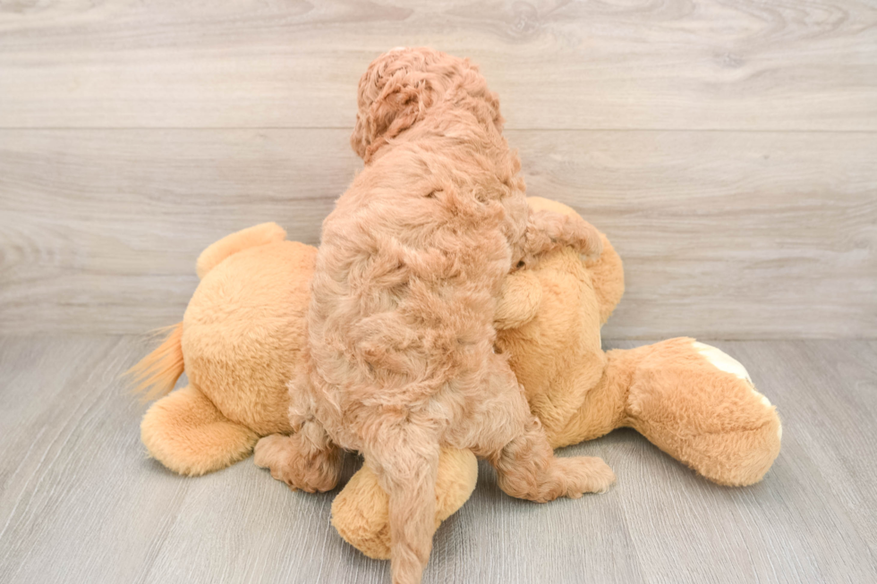 Playful Mini Groodle Poodle Mix Puppy