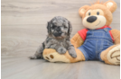 Cute Mini Goldendoodle Baby