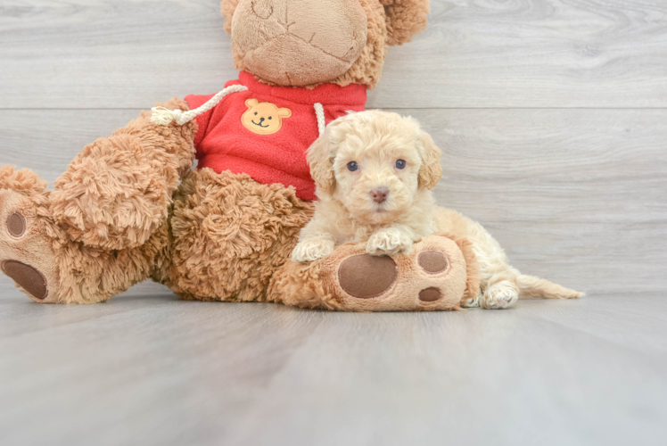 Meet Everdeen - our Mini Goldendoodle Puppy Photo 1/3 - Puppy Love PR Best Mini Goldendoodle Baby