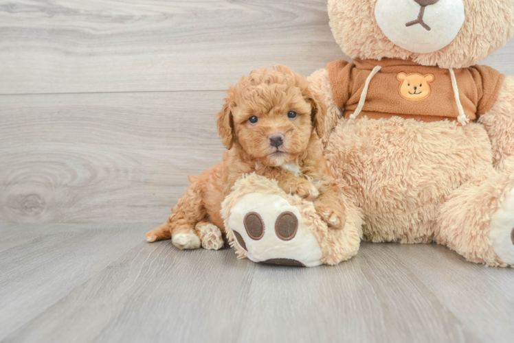Meet Everdeen - our Mini Goldendoodle Puppy Photo 1/3 - Puppy Love PR Little Golden Retriever Poodle Mix Puppy
