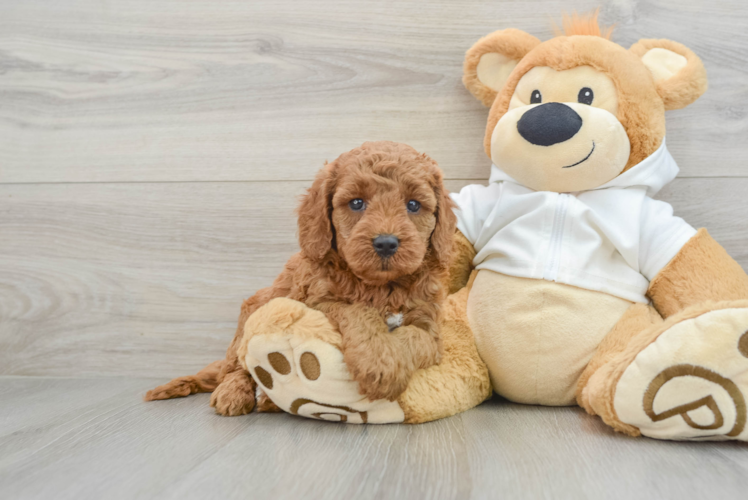 Meet Everdeen - our Mini Goldendoodle Puppy Photo 1/3 - Puppy Love PR Mini Goldendoodle Puppy for Adoption