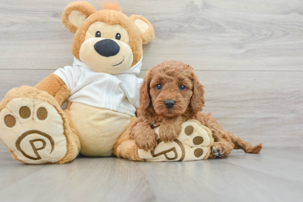 Friendly Mini Goldendoodle Baby