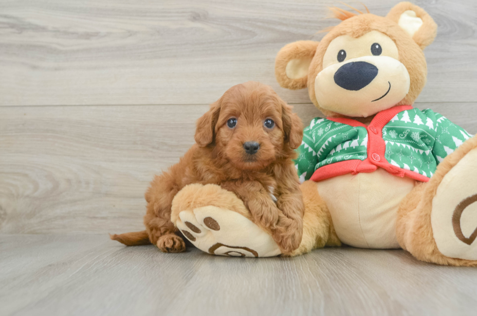 6 week old Mini Goldendoodle Puppy For Sale - Puppy Love PR