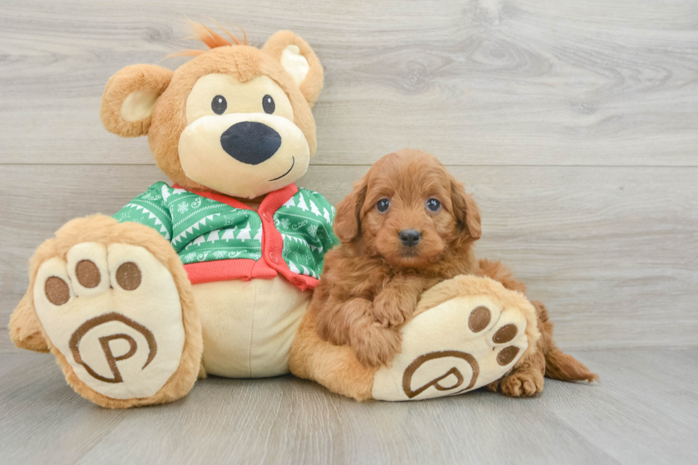 Energetic Golden Doodle Poodle Mix Puppy