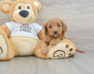 8 week old Mini Goldendoodle Puppy For Sale - Puppy Love PR