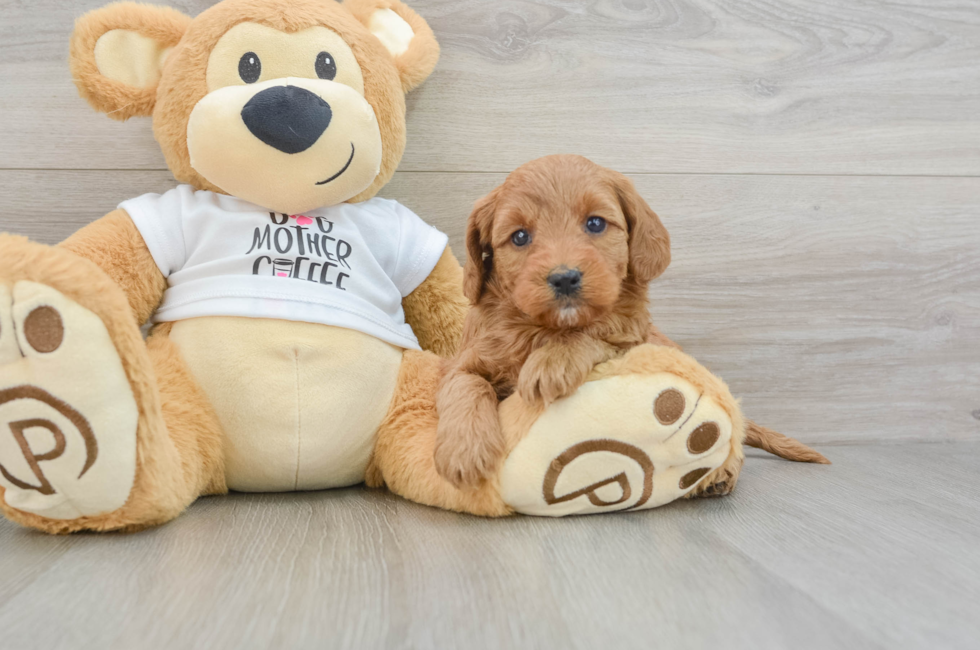 8 week old Mini Goldendoodle Puppy For Sale - Puppy Love PR