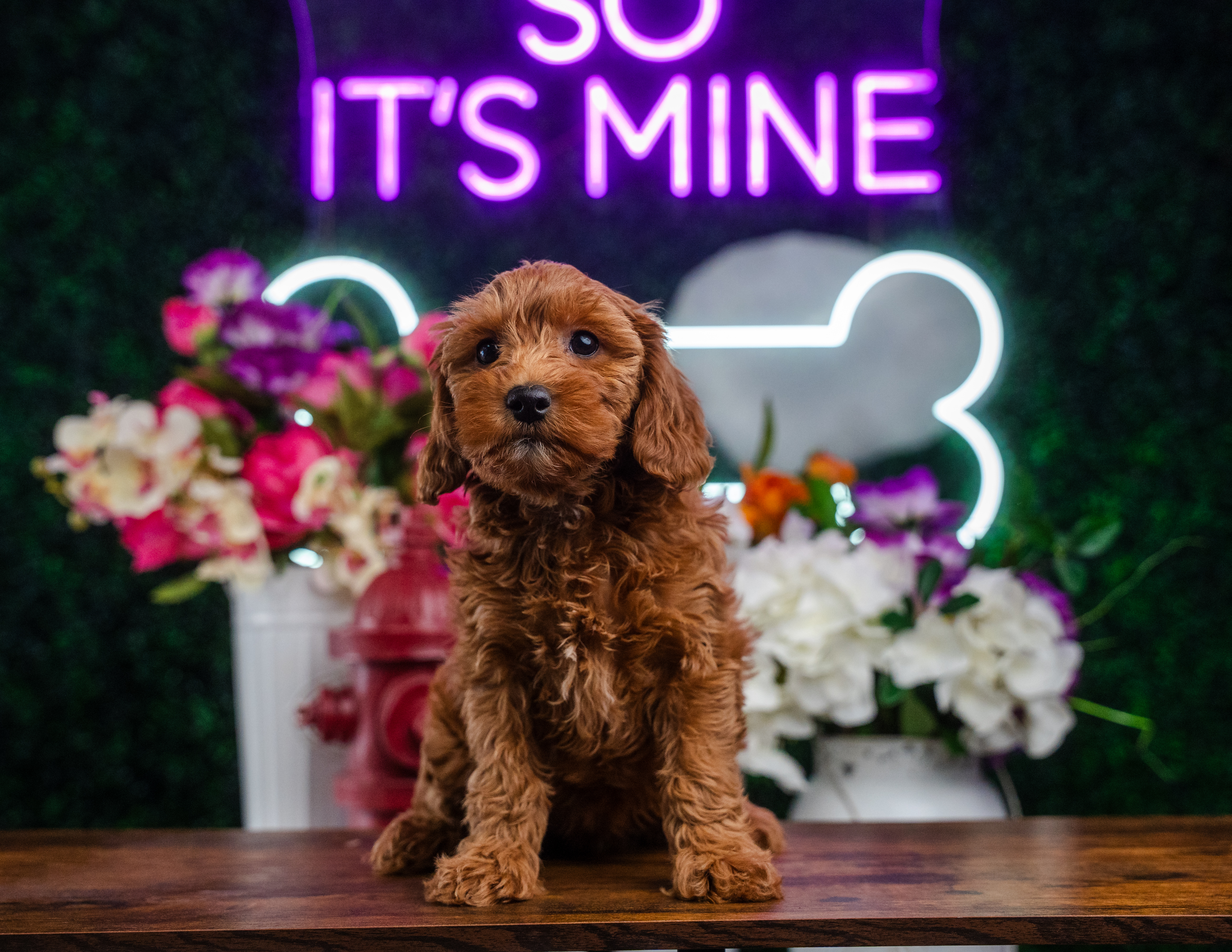 Cute Mini Goldendoodle Baby