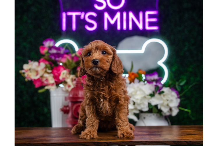 Cute Mini Goldendoodle Baby