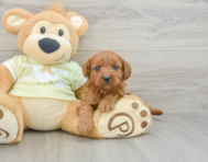 9 week old Mini Goldendoodle Puppy For Sale - Puppy Love PR