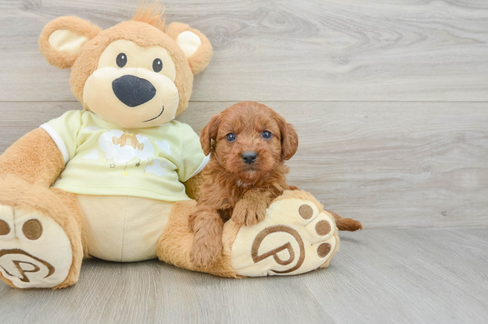 6 week old Mini Goldendoodle Puppy For Sale - Puppy Love PR
