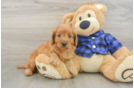 Sweet Mini Goldendoodle Baby