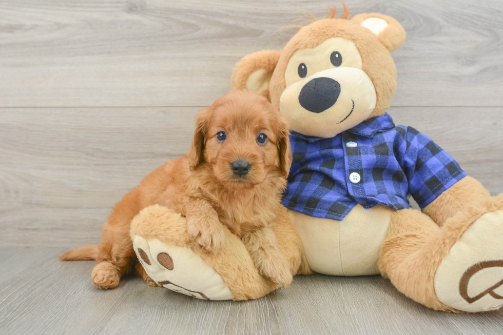 Sweet Mini Goldendoodle Baby