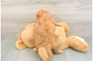 Sweet Mini Goldendoodle Baby