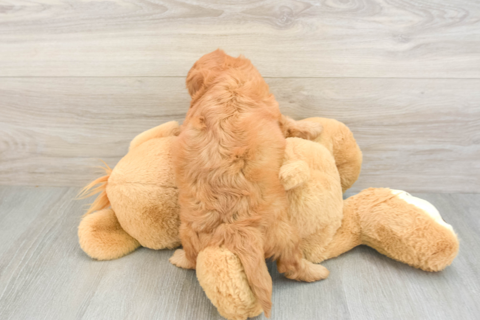 Sweet Mini Goldendoodle Baby