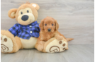 Mini Goldendoodle Pup Being Cute