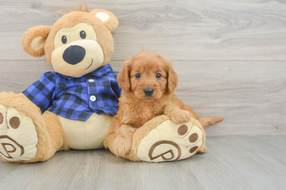 5 week old Mini Goldendoodle Puppy For Sale - Puppy Love PR