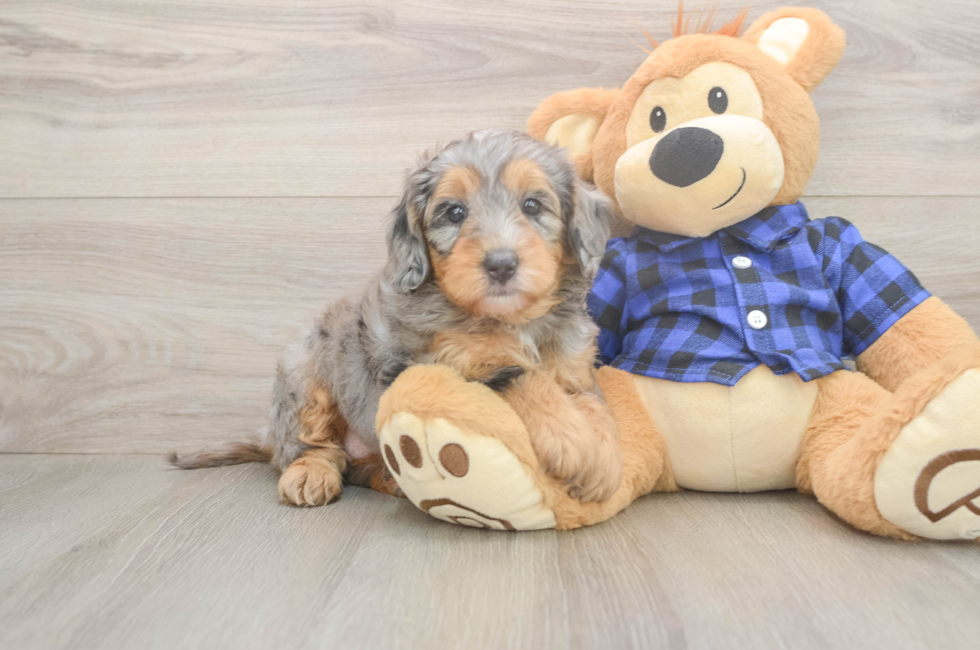 5 week old Mini Goldendoodle Puppy For Sale - Puppy Love PR