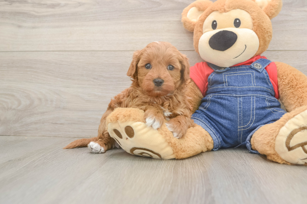 6 week old Mini Goldendoodle Puppy For Sale - Puppy Love PR