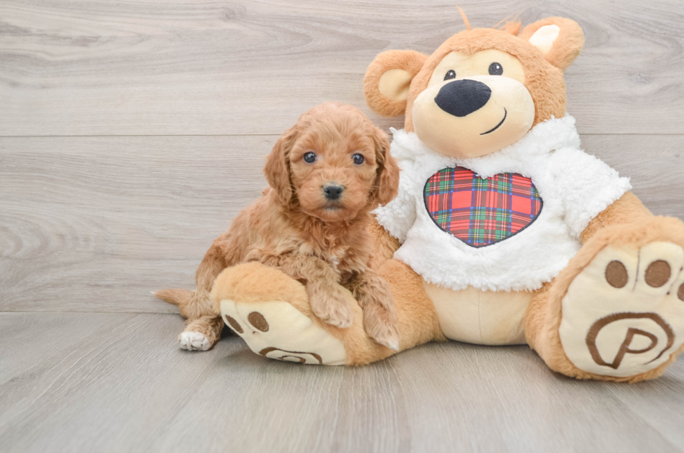 5 week old Mini Goldendoodle Puppy For Sale - Puppy Love PR