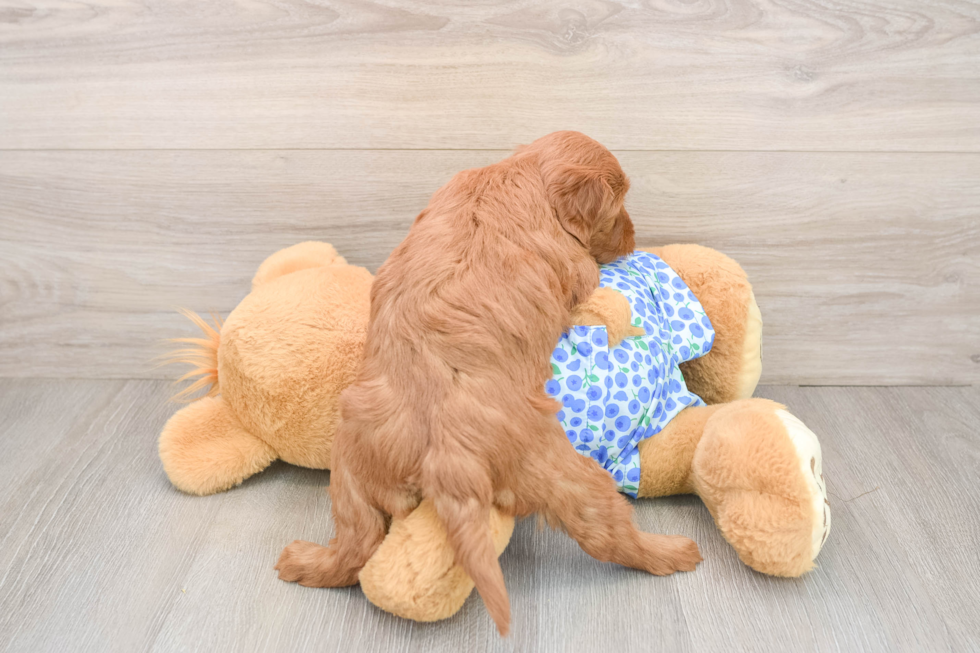 Playful Mini Groodle Poodle Mix Puppy