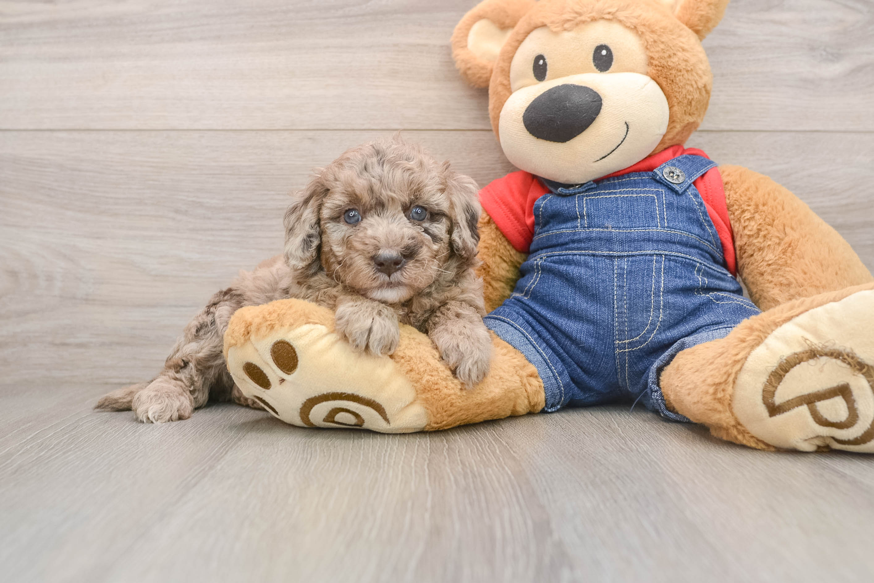 Funny Mini Goldendoodle Poodle Mix Pup