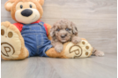 Mini Goldendoodle Puppy for Adoption