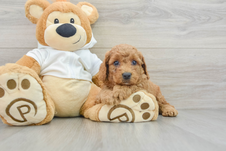 Meet Everhart - our Mini Goldendoodle Puppy Photo 1/3 - Puppy Love PR Mini Goldendoodle Puppy for Adoption