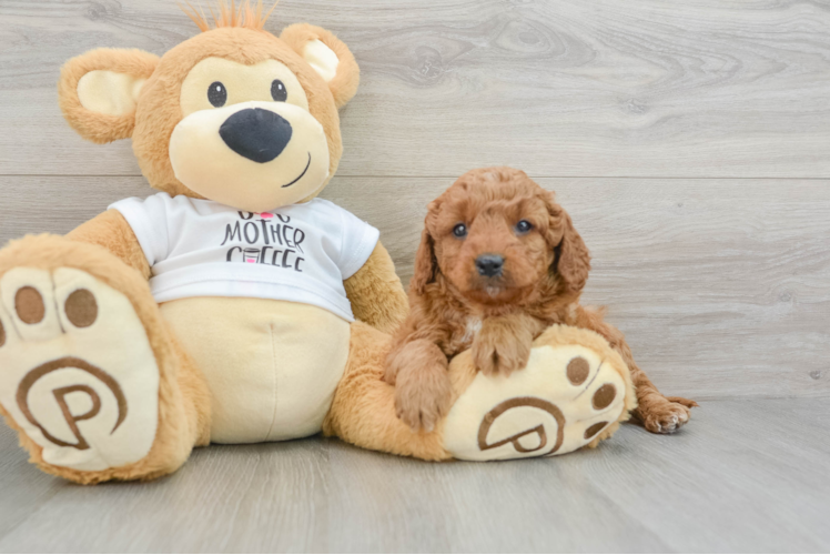 Meet Mylo - our Mini Goldendoodle Puppy Photo 1/3 - Puppy Love PR Mini Goldendoodle Puppy for Adoption