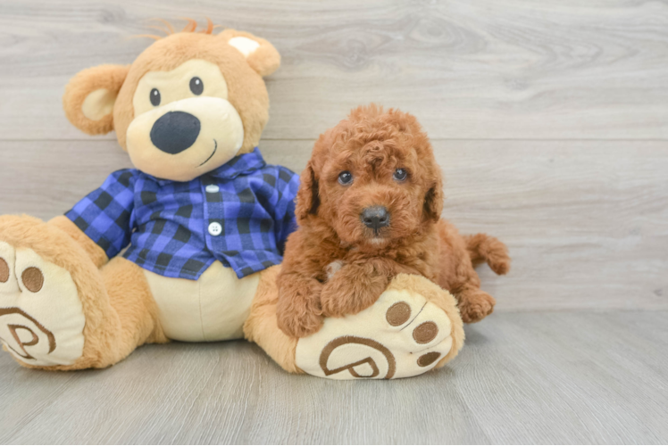 Cute Mini Goldendoodle Baby