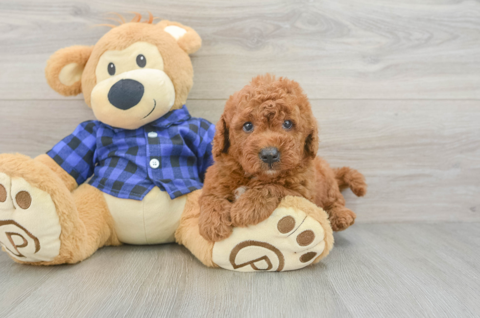 5 week old Mini Goldendoodle Puppy For Sale - Puppy Love PR