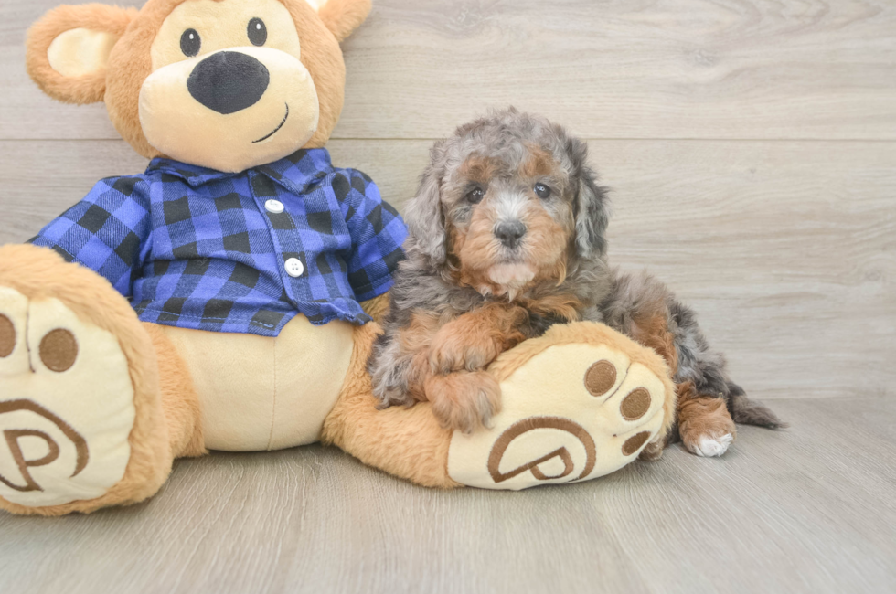 5 week old Mini Goldendoodle Puppy For Sale - Puppy Love PR
