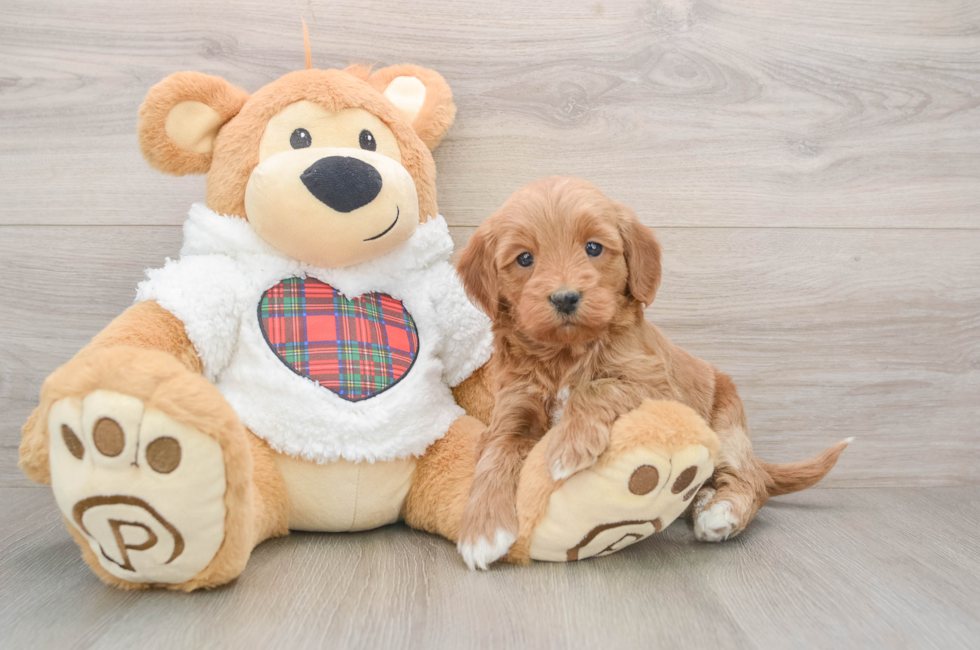 5 week old Mini Goldendoodle Puppy For Sale - Puppy Love PR
