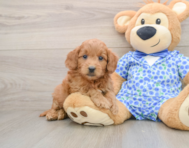 7 week old Mini Goldendoodle Puppy For Sale - Puppy Love PR