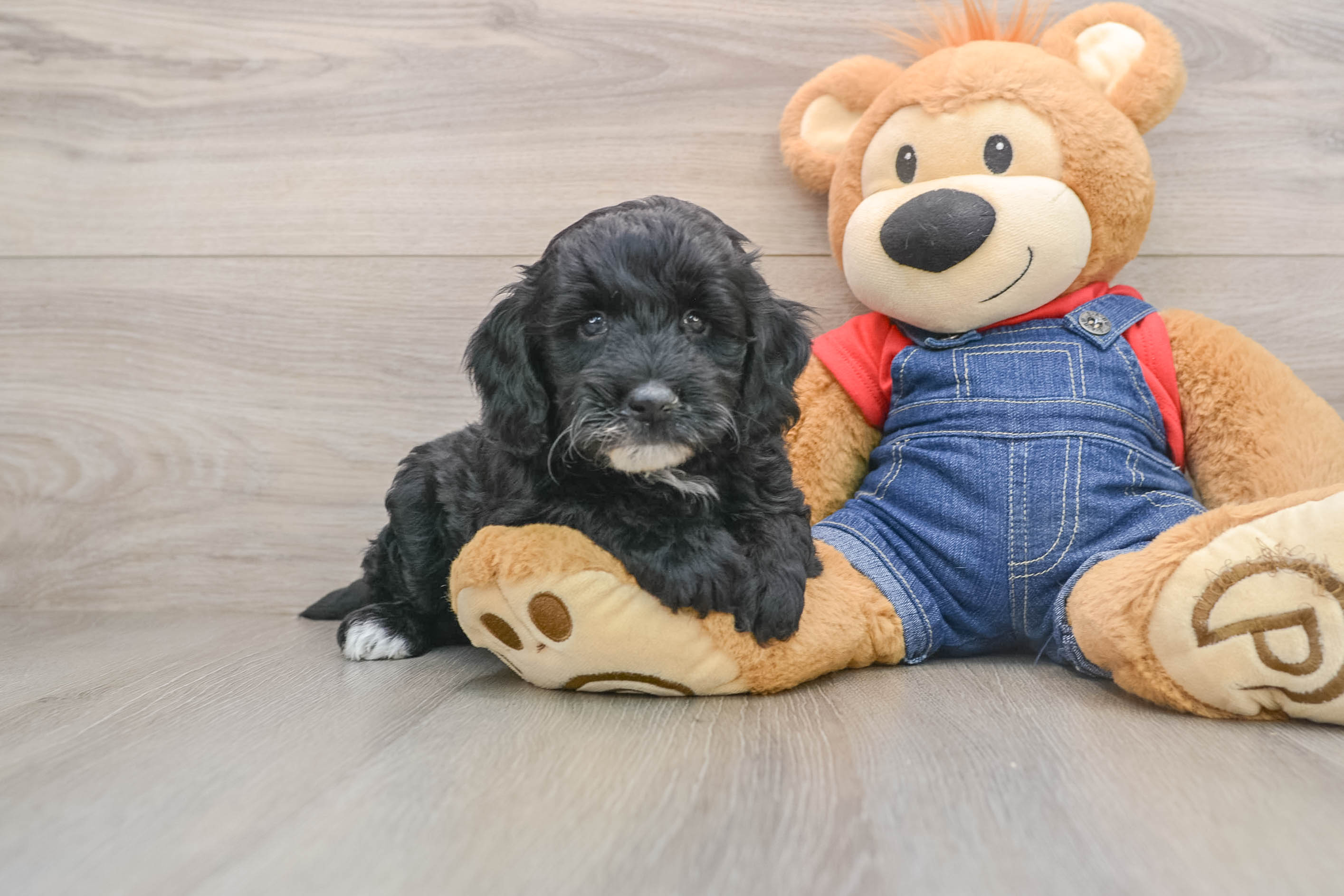 Sweet Mini Goldendoodle Baby