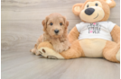 Best Mini Goldendoodle Baby