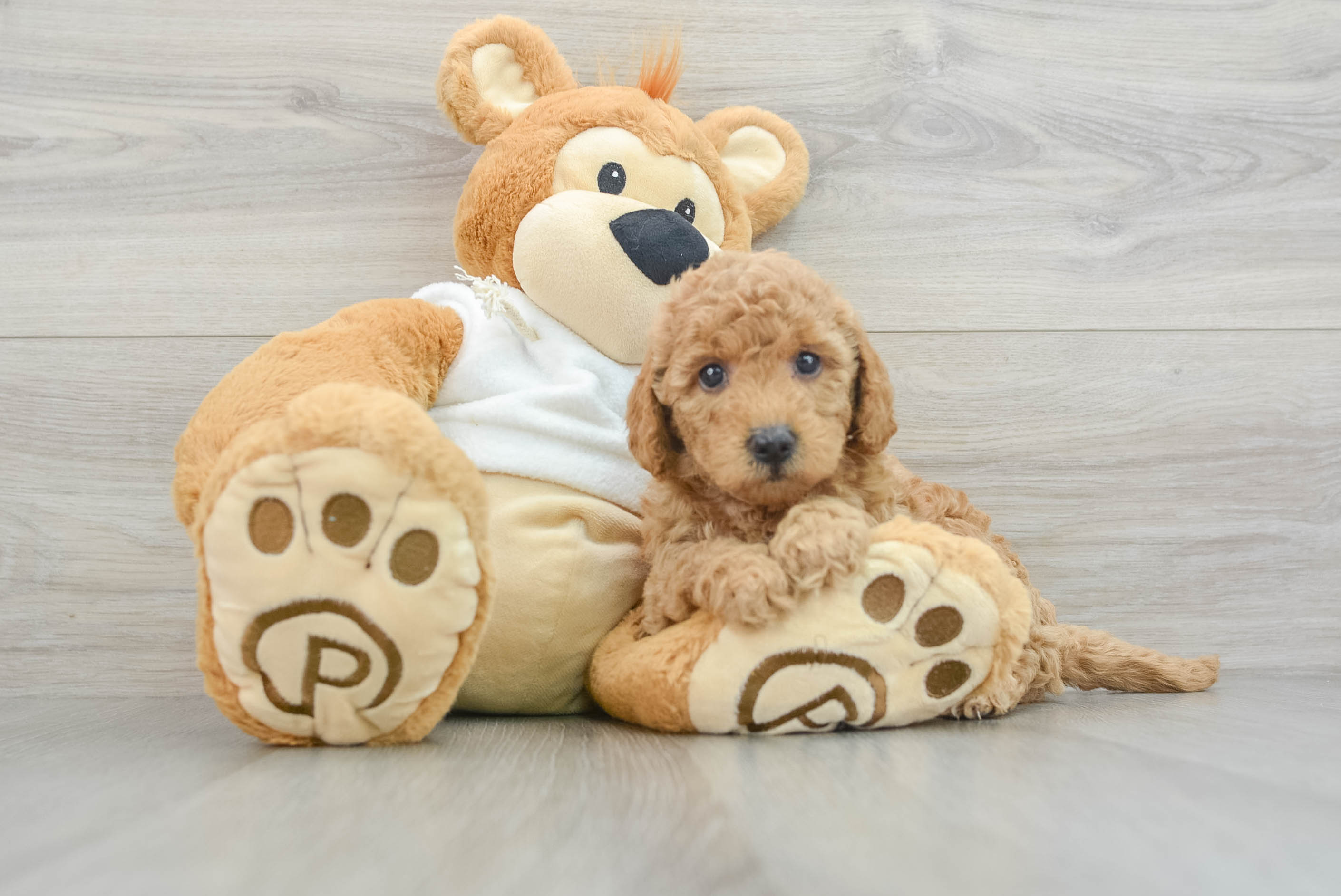 Mini Goldendoodle Pup Being Cute