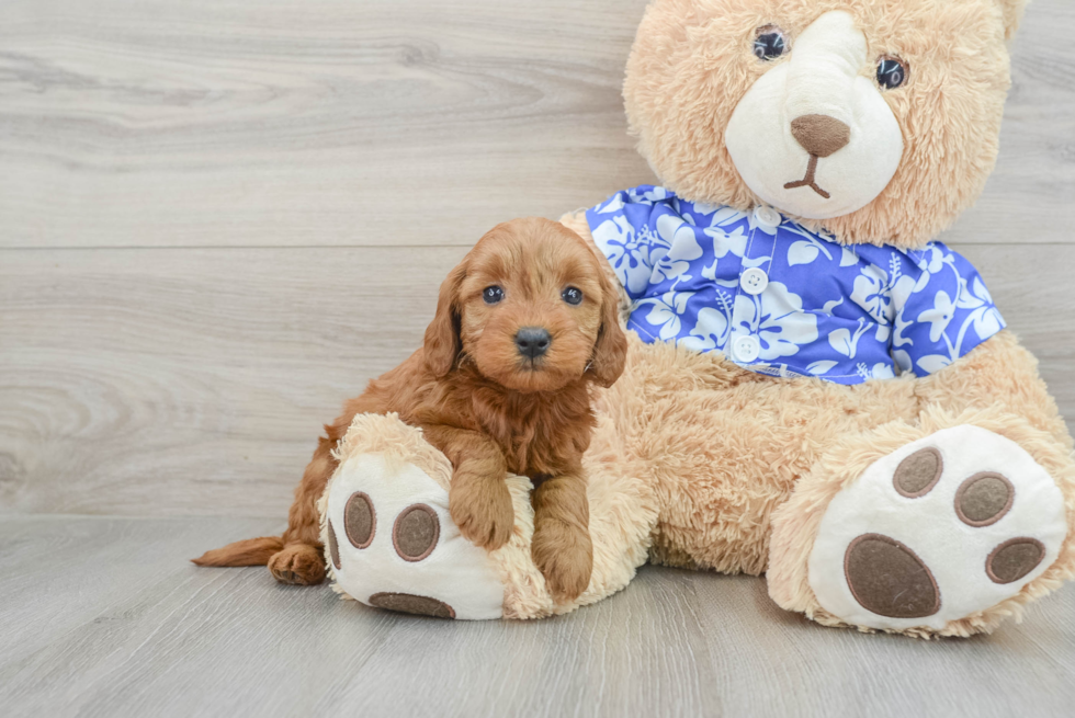 Hypoallergenic Mini Goldiepoo Poodle Mix Puppy