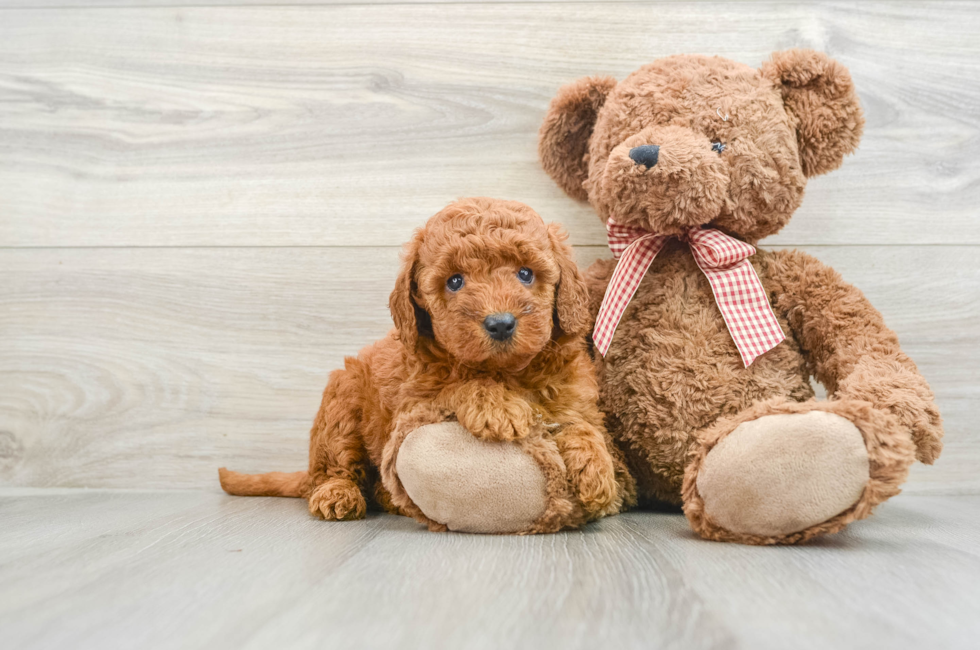 6 week old Mini Goldendoodle Puppy For Sale - Puppy Love PR