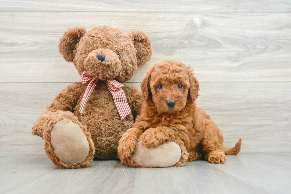 Best Mini Goldendoodle Baby