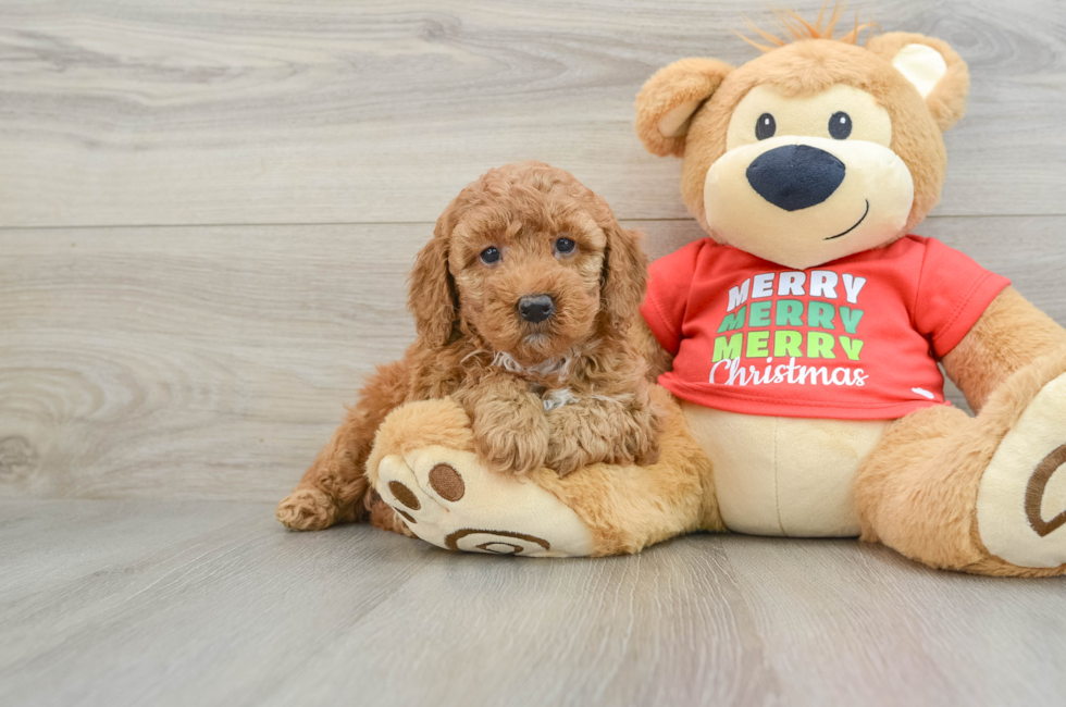 5 week old Mini Goldendoodle Puppy For Sale - Puppy Love PR