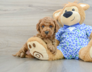 8 week old Mini Goldendoodle Puppy For Sale - Puppy Love PR