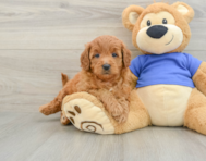 6 week old Mini Goldendoodle Puppy For Sale - Puppy Love PR